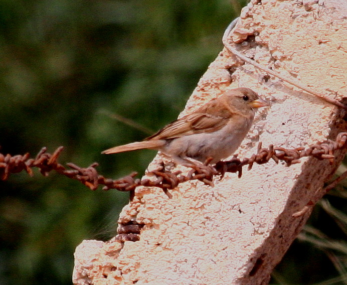 Passera mattugia Passer montanus -  Si discute di Ploceidae.